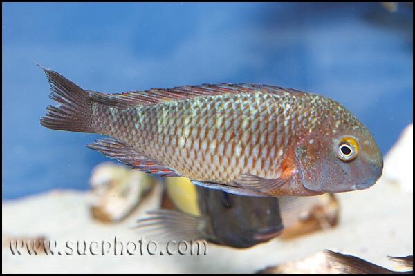 Tropheus moorii 'Molwe'